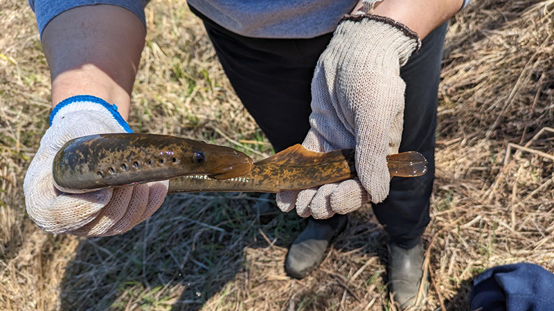 A person’s hands, in white gloves, holding a brownish-gold, eel-like fish called a sea lamprey. Brown grass is in the background.